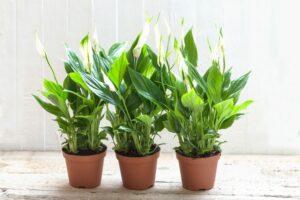 Tanaman Hias Indoor Bunga Peace Lily