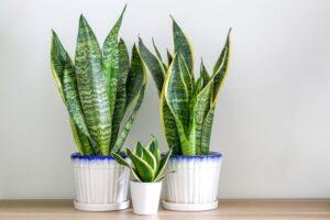 Tanaman Hias Indoor Snake Plant