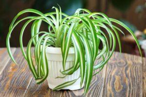 Tanaman Hias Indoor Spider Plant