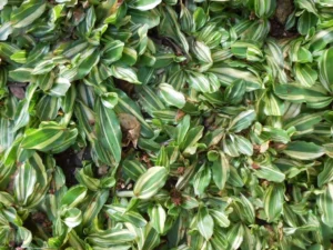 Jenis Rumput Taman Rumput Gajah Mini Varigata