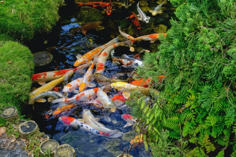 Ide Desain Kolam Ikan Minimalis untuk Lahan Terbatas