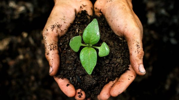 Contoh Tanaman Hortikultura Sayur dan Obat Paling Mudah Dirawat Di Rumah