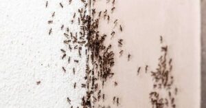 Cara Efektif Atasi Sarang Semut di Rumah