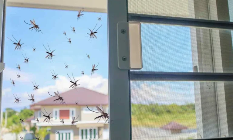 Cara Ampuh Mewujudkan Rumah Bebas Nyamuk