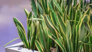 tanaman hias pembawa rejeki