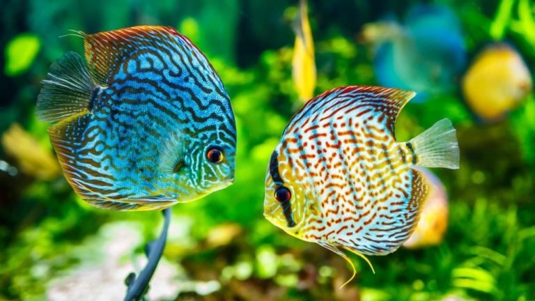 Jenis Ikan Hias Air Tawar Terpopuler untuk Mempercantik Ruangan