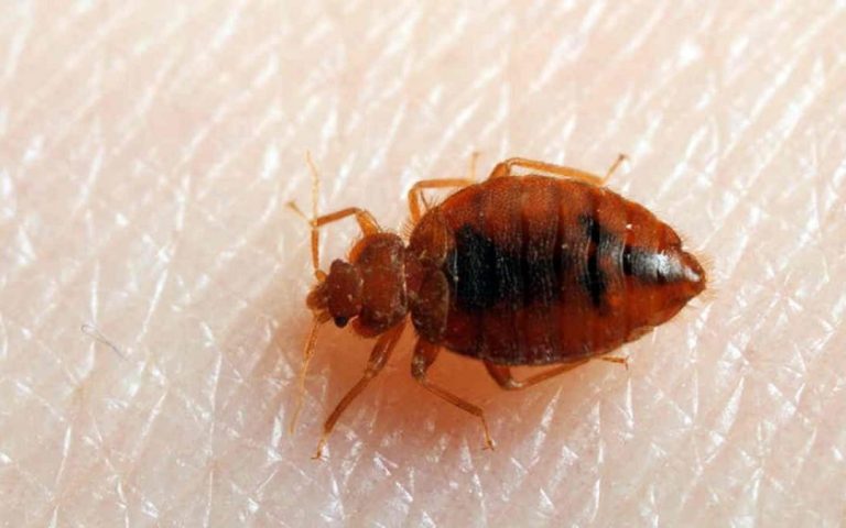 Cara Menghilangkan Kutu Kasur Secara Efektif dan Tuntas di Rumah